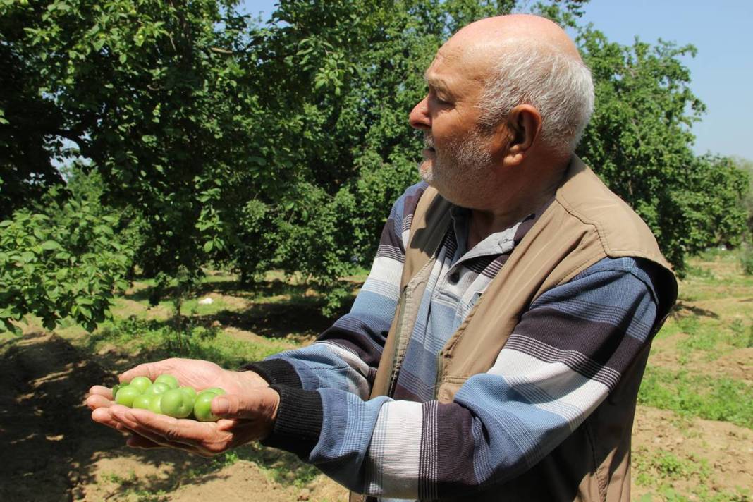 Sadece bu kentte yetişiyor: Kilosu 100 TL'den kapışılıyor! Hasat, bu yıl erken başladı 20